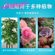 Huabikang spray flowers and green plants Jingdong pharmacy self-operated official store flag official Jingdong pharmacy self-operated flagship store ready-to-spray Huabikang 1 bottle