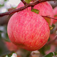 Shawo Shuguang Shaanxi Luochuan Red Fuji Apple Fruit Fresh Crispy Sweet Rock Candy Heart Seasonal Ugly Apple Fruit Fresh Preferred 4.5 Jin [Jin equals 0.5 kg] Pack 70-80mm