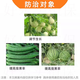 Guoguang Guopeng 0.1% chlorfenuron chloride growth regulator to protect flowers and fruits, watermelon and grape production increase pesticide 100ml*1 bottle
