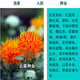 Li Xin Chinese herbal medicine safflower seeds saffron seeds Xinjiang thornless safflower seeds large field planting seeds 50 safflower seeds + fertilizer