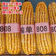 North China corn seed Yudan 808 corn seed high yield big cob corn seed with uniform ear length red shaft dent corn Yudan 808 (about 4400 grains about 3Jin Jin equals 0.5kg) North China planting
