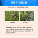 Senhuo Haobilin acetic acid rooting agent garden lawn rose nursery seedlings transplanting cuttings root strengthening liquid to prevent fruiting