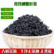 Jianyi Nian Zhangjiajie Qingqian Liu Tea Special Tender Leaf Jinqian Liu Tea Health Tea Qingqian Liu 500g First-grade Tender Leaf