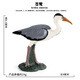 梓嘉福仿真动物模型玩具飞禽鹦鹉老鹰鸵鸟孔雀火烈鸟鸽子翠鸟小摆件 Ox-1421食火鸟