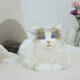 Elephant Robotics Elephant Robot Mita Cat Simulation Cat Machine de peluche Doll Enfants Girls Anniversaire Gift Smart Machine Persian Cat Persan Version reconnue
