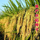 Authentic and delicious rice seeds that can be planted, upland rice seeds, upland rice fragrant rice, upland rice seeds, glutinous rice seeds, national approved direct-seeded upland rice seeds, dry land large fields, bulk name, simple packaging, semi-Jin Jin, equal to 0.5 kilograms, 250 grams