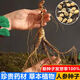 Changbai Mountain ginseng seeds, wild ginseng seeds, easy to grow Chinese medicinal materials in all seasons, easy to live indoor flower pots, ginseng seeds, shipped without buds, selected 1 small bag, about 20 capsules
