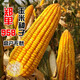 GJXBP early-maturing Zhengdan 958 hybrid field corn seeds, seed feed, fruit corn seeds, Guangdong Xiannuo No. 6/one mouthful of juice/100g national