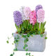 Zuojia Garden Imported 3 large hyacinth seed bulbs for hydroponics in the office, soil culture potted plants that bloom in winter and are easy for beginners to grow, 1 ball each of red, yellow, blue, white, pink and purple, a total of 6 balls, circumference 16-17cm