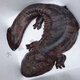 Fresh and live giant salamander delivered by SF Express to your home for edible aquatic products and seafood. 4 Jin Jin is equal to 0.5 kg of one fresh and live giant salamander.