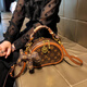 ESDS Hong Kong Marke Echtes Leder-Frauenbeutel leichte Luxus 2025 Neue, vielseitige Mini-Frauen-Handheld Small Round Bag Single-Shoulder Crossbody Bag NK/Farbblock (Theken Geschenkbox Set)