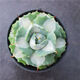 Agave family series of snow, auspicious crowns, five colors, and other succulent plants, garden potted plants, Maikele, snow, 14-15cm