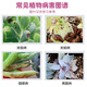 Xianpa thifuramide small powder medicine succulent rose orchid flower potted black rot and sheath blight soil fungicide