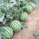 Zhongke Maohua vegetable and fruit seeds Jinmeidu watermelon seeds improved 8424 Kirin melon high purity Zhejiang Meidu watermelon seeds Jinmeidu 2000 capsules/box special for seedlings