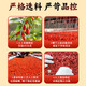 Tongrentang rojo wolfberry ningxia zhongning primer producto nuevo original gran grano lavado wolfberry té rojo wolfberry no sulfur no brief tonic nuevo producto primero [230g] 1 Can Can