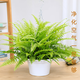 Amazing 18 kinds of spider plants for you to choose Phnom Penh Chlorophytum Various potted flowers Living room hanging tabletop plants purify the air Gold diamond with pot