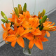 Jimmy Deer rare orange lily flowers, 10 orange lilies + get 2 free, fresh cut bouquets from Yunnan base sent directly from the source