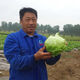 Sweet and crispy lettuce lettuce, hamburger lettuce seeds, crispy and refreshing, raw lettuce seeds, potted four-season farm vegetables, original crispy and tender lettuce, 10 packs/about 20,000 pieces Song Dynasty