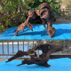 Großes sinkendes Holz 60-80 cm Fischtank Landschaftsgestaltung Ornamente Großer Baumstumpf Drachen Fischtankbogenbrücke sinken Holzaquariumqualität 9854 wurde in Sekunden gekocht