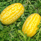 Shouhe Rock Sugar Kirin Watermelon Seed Seedlings Fruit Watermelon Seeds Southern Golden Beauty Yellow Skin Yellow Flesh Watermelon Seeds 100 capsules
