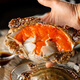 Encounter Fresh Zhoushan Red Paste Choking Crab, Raw Pickled Swimming Crab, and Drunken Crab. Net content: 6-8 taels/piece. Pack of 4. Straight from the source.