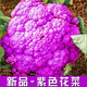 Broccoli seeds broccoli seeds loose cauliflower seeds cauliflower green cauliflower seeds four seasons vegetables original purple cauliflower seeds 4 bags (about 400 grains