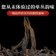Shanlihuo (Shanlihuo) Huangzhixiang Tancong Tee Chaozhou alter Flair High Mountain Oolong Tee Wuluancong Tee Geschenkbox Selbst trinkende Geschenk Zhengchun Tancong Tea 500g