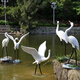 Hongri Guanghui fiberglass simulated crane sculpture outdoor garden forest landscape pool rockery landscaping decoration red-crested egret ornaments combination two