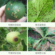 Puzhan 80% Bordeaux liquid vegetable and fruit tree downy mildew anthracnose ring spot wildfire pesticide fungicide 1000g