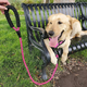 Cat Sister Wangdi leash for large dogs, medium-sized dogs, large dogs, lengthened golden retriever, medium-sized dogs, leash, dog leash, dog leash, red 3 meters