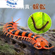 
Feidule children's electric remote control spider toy crawling simulation small animals 4-6 years old boy and girl yellow and black remote control centipede 9901+ screwdriver official
