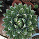 Agave family series of snow, auspicious crowns, five colors, and other succulent plants, garden potted plants, Maikele, snow, 14-15cm