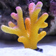 Simulación del agua del agua de coral Decoración del ascenso de pescado Aquario Decoración suministros de agua de agua Tanque de rocas Roces