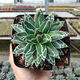 Agave family series of snow, auspicious crowns, five colors, and other succulent plants, garden potted plants, Maikele, snow, 14-15cm