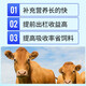 Animal husbandry Rumen Bao cattle and sheep rumen hormone fattening weight promotion growth stomach strengthening bulk fattening premix feed additive Rumen Bao 20Jin Jin equal to 0.5 kg, the whole barrel 10 bags