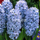 Zuojia Garden Imported 3 large hyacinth seed bulbs for hydroponics in the office, soil culture potted plants that bloom in winter and are easy for beginners to grow, 1 ball each of red, yellow, blue, white, pink and purple, a total of 6 balls, circumference 16-17cm
