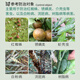 Guoguang Pucai 29% lime sulfur mixture orchard clearing agent scale insect red spider powdery mildew pesticide fungicide 1kg
