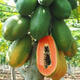 Papaya seeds Hainan red heart papaya rock sugar papaya papaya seeds balcony courtyard potted fruits and vegetables for four seasons sowing papaya seeds 10 capsules