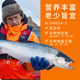 Fresh Jingcai Chilean Atlantic salmon salmon section net weight 2Jin Jin is equal to 0.5kg fresh fish
