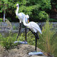 Hongri Guanghui fiberglass simulated crane sculpture outdoor garden forest landscape pool rockery landscaping decoration red-crested egret ornaments combination two