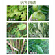 Translucent 40% difenoconazole fungicide anthrax leaf spot rust powdery mildew black spot pesticide spot defoliant 500g