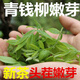 Peking Tongrentang Rohstoffe, grünes Geld Willow Tee, zarte Knospen, authentische ursprüngliche alte Bäume, Zhangjiajie, Qingjin Money Willow neue Tender -Knospen, grünes Geld, grüne Geld Willow -Knospen, 300 Gramm