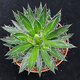 Agave family series of snow, auspicious crowns, five colors, and other succulent plants, garden potted plants, Maikele, snow, 14-15cm