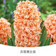 Zuojia Garden Imported 3 large hyacinth seed bulbs for hydroponics in the office, soil culture potted plants that bloom in winter and are easy for beginners to grow, 1 ball each of red, yellow, blue, white, pink and purple, a total of 6 balls, circumference 16-17cm