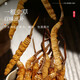 福东海冬虫夏草4克礼盒 精选东虫草无断草高品质整草干度足滋补送礼长辈 【礼盒】冬虫夏草4g礼盒【特级#16管】