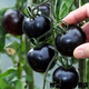 Chunzhiyun Black Crystal Special Tomato Seeds grow well and are transportable Black Tomato Small Tomato Cherry Tomato Vegetable Seeds Black Crystal 20 capsules