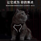 No-pet cat traction rope, vest-style harness, reflective and breathable, cat-walking rope, British short puppet pet traction rope, gray (including 1.5m traction rope) M chest 34-40cm (recommended 8.5-14Jin Jin equals about 0.5kg)