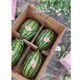 Ganmei 4K Watermelon Seeds Ganmei Watermelon Seeds Four Seasons High Yield Medium Mature Oval Dry Sand Pulp Thin Skin Watermelon Seeds Ganmei 20 capsules