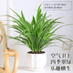 Amazing 18 kinds of spider plants for you to choose Phnom Penh Chlorophytum Various potted flowers Living room hanging tabletop plants purify the air Gold diamond with pot