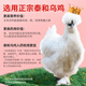 旗黄血康补血口服液 补气血女补气养血改善贫血增强免疫力送礼父母长 买一送一【10支/2盒】
